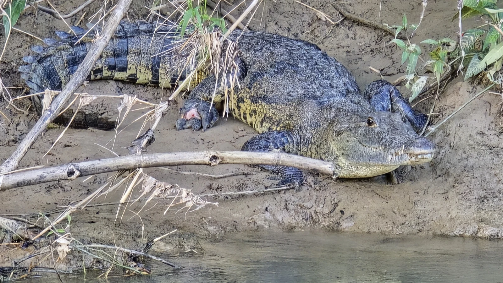 A crocodile on the riverbank