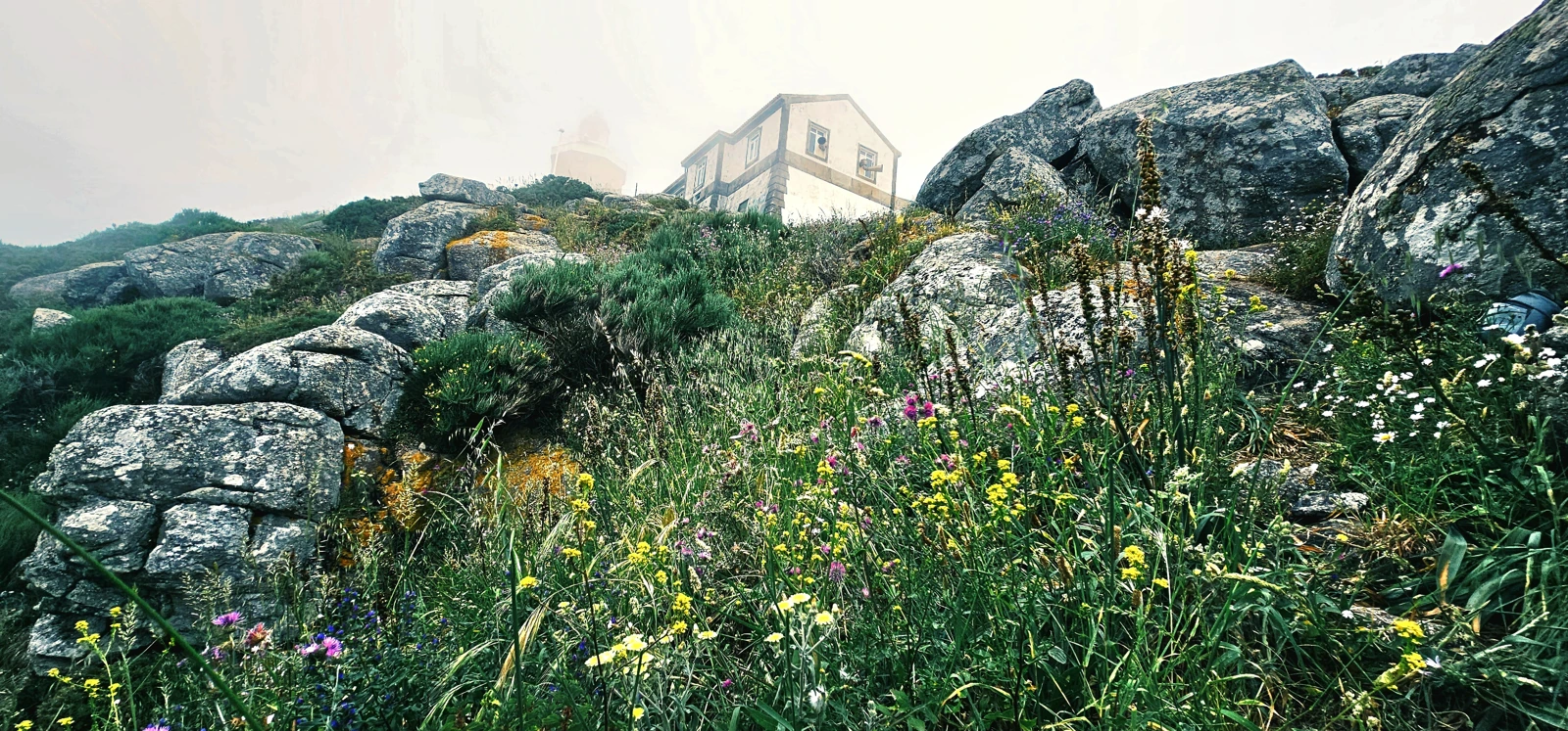 Flowers between the rocks