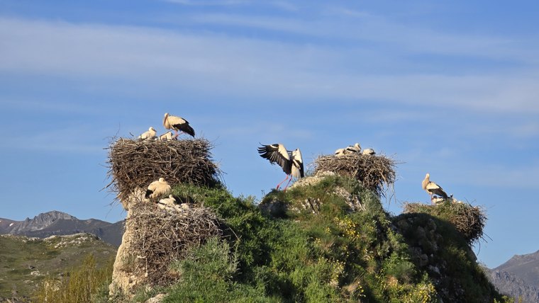 Storks above the village.