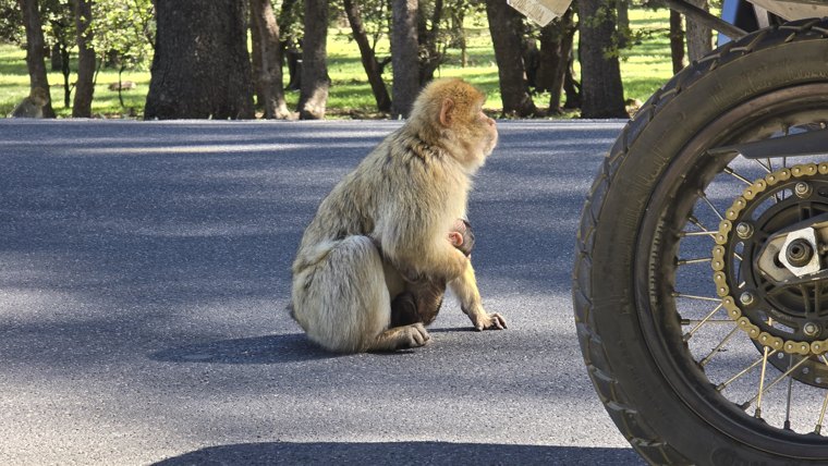An unexpected roadside companion.